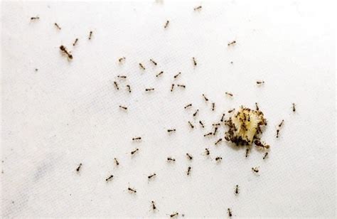 Tiny sugar ants. Things To Know About Tiny sugar ants. 